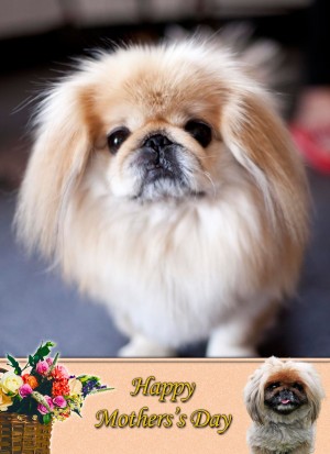 Pekingese Mother's Day Card