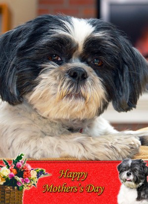 Shih Tzu Mother's Day Card