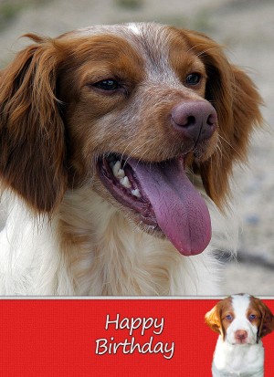 Brittany Dog Birthday Card