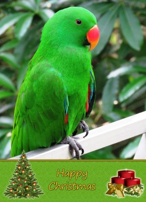 Parrot christmas card