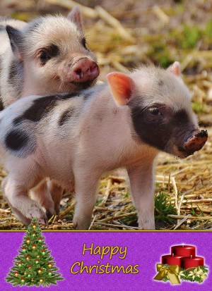 Pig christmas card