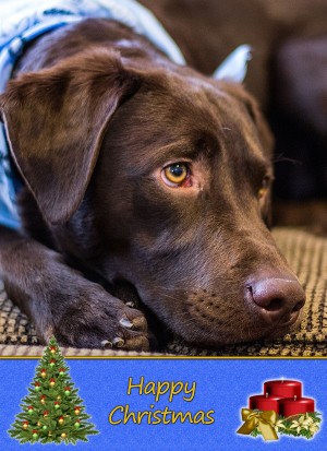 Chocolate Labrador christmas card