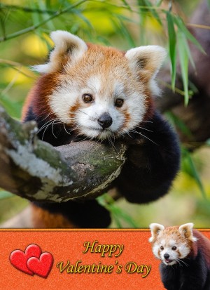 Red Panda Valentine's Day Card