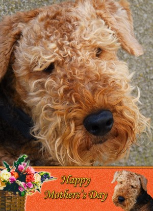Airedale Terrier Mother's Day Card