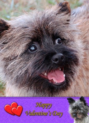Cairn Terrier Valentine's Day Card