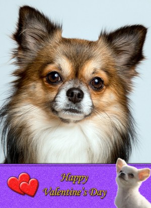Chihuahua Valentine's Day Card