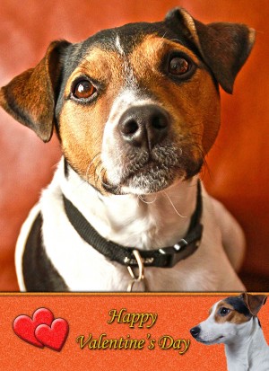 Jack Russell Valentine's Day Card