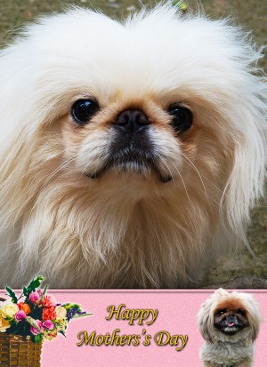 Pekingese Mother's Day Card