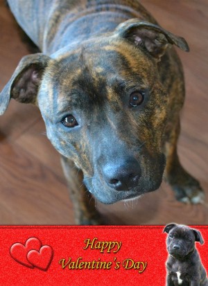 Staffordshire Bull Terrier Valentine's Day Card