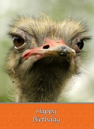 Ostrich Birthday Card