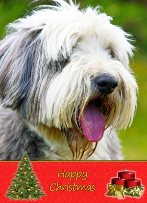 Bearded Collie Christmas Card