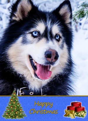 Husky christmas card