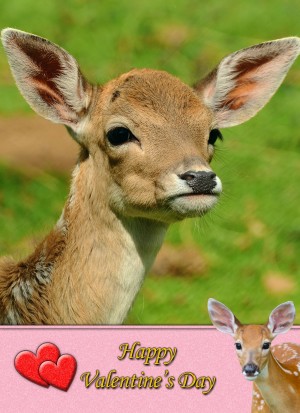 Deer/Stag Valentine's Day Card