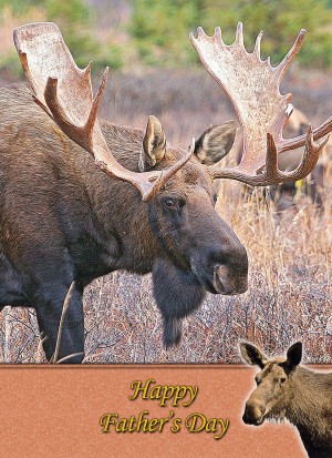Moose Father's Day Card
