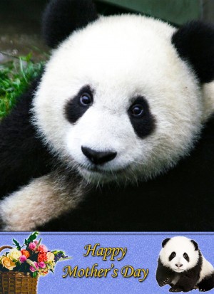 Panda Mother's Day Card