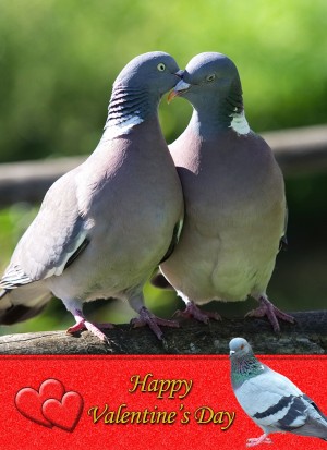 Pigeon Valentine's Day Card