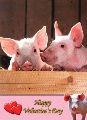 Pig Valentine's Day Card