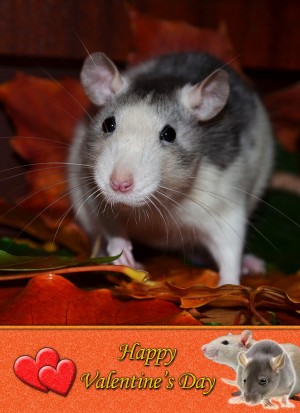 Rat Valentine's Day Card