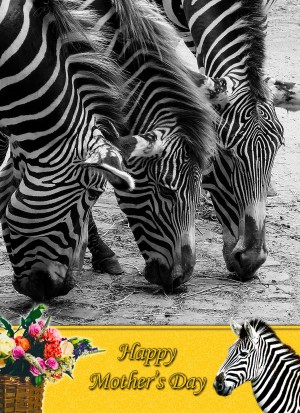 Zebra Mother's Day Card