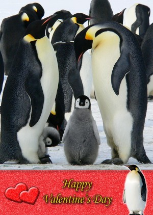 Penguin Valentine's Day Card