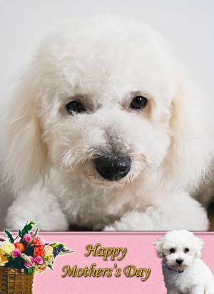 Bichon Frise Mother's Day Card