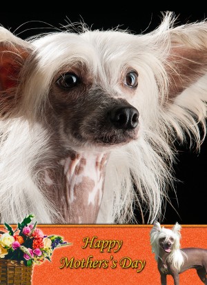 Chinese Crested Mother's Day Card