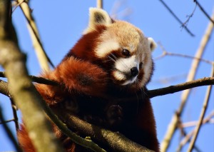 Red Panda Greeting Card