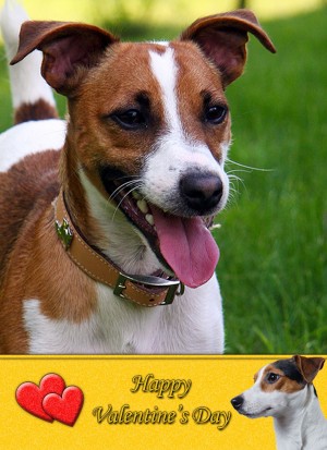 Jack Russell Valentine's Day Card