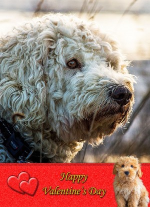 Labradoodle Valentine's Day Card