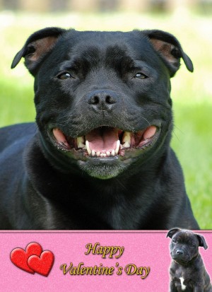 Staffordshire Bull Terrier Valentine's Day Card