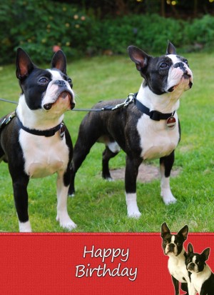 Boston Terrier Birthday Card