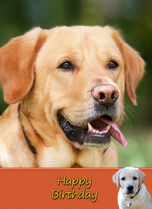 Golden Labrador Birthday Card