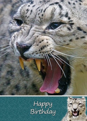 Snow Leopard Birthday Card