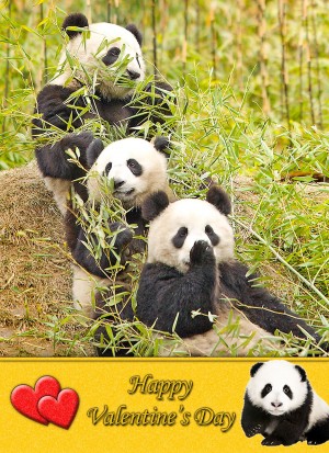 Panda Valentine's Day Card