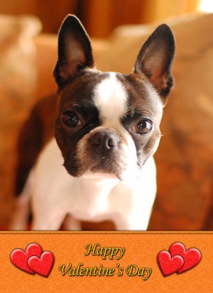 Boston Terrier Valentine's Day Card