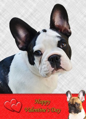 French Bulldog Valentine's Day Card