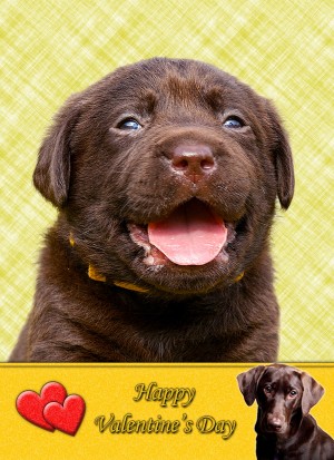 Chocolate Labrador Valentine's Day Card
