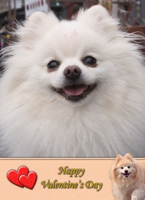 Pomeranian Valentine's Day Card