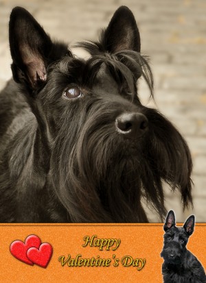 Scottish Terrier Valentine's Day Card