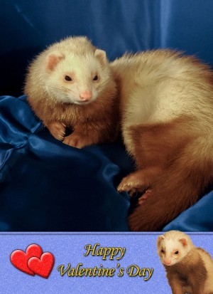 Ferret Valentine's Day Card