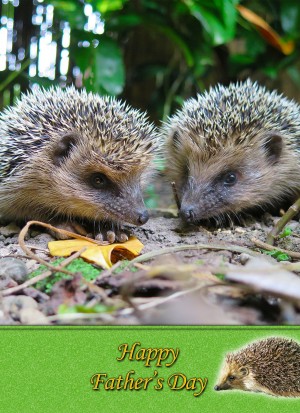 Hedgehog Father's Day Card