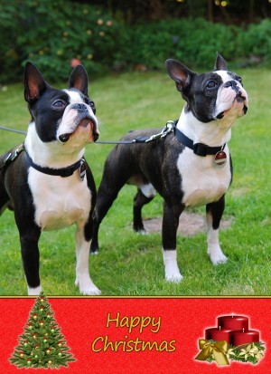 Boston Terrier Christmas Card