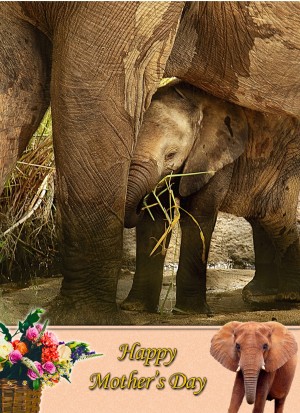 Elephant Mother's Day Card