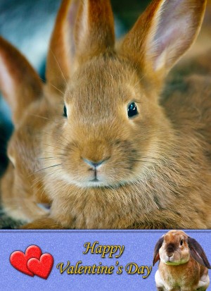 Rabbit Valentine's Day Card