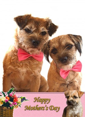 Border Terrier Mother's Day Card