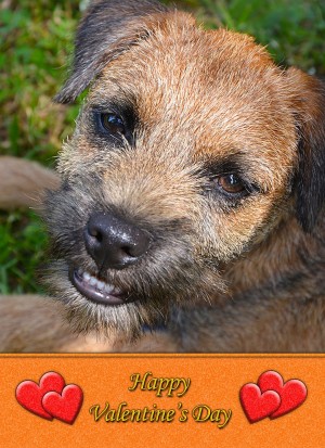 Border Terrier Valentine's Day Card