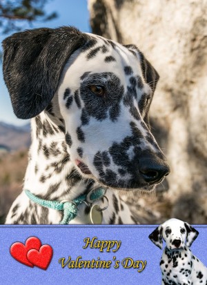 Dalmatian Valentine's Day Card