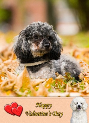 Poodle Valentine's Day Card