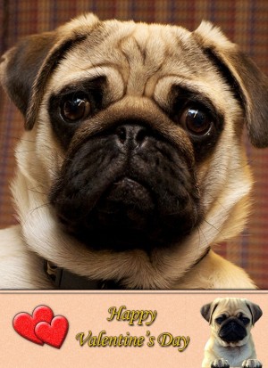 Pug Valentine's Day Card