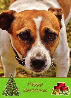 Jack Russell christmas card